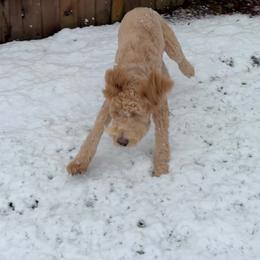 Goldendoodle All Grown Up from Dawnie’s Doodles