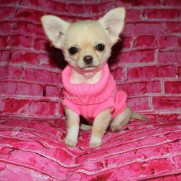 Chihuahua Puppies from My Fuzzy Chihuahuas
