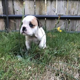 Zoro - Red and white male Bulldog puppy in Arlington, Washington from Stout's Hunting Labs and trsbullies