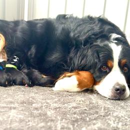 Blue boy - Tri-color male Bernese Mountain Dog puppy in Payson, Utah from Red Bridge Berners