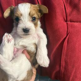 Boy 1 - Parti male Yorkshire Terrier puppy in Cleveland, Ohio from My Exotic Yorkies LLC