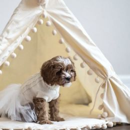 Cavapoo Puppies from Lebel Cavapoos