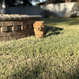 Nya - Dark golden female Golden Retriever puppy in Chandler, Arizona from Az K9 Companions