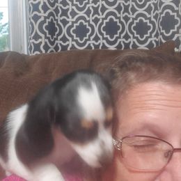 Dachshund Puppies from Hamm Weenies  AKC (Dachshunds)