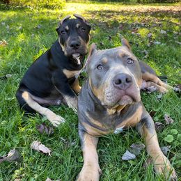 American Bully All Grown Up from Herrera’s K9’s