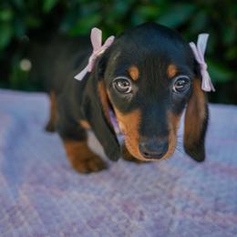 Cindy - Black and tan female Dachshund puppy in Temecula, California from Naomi Magee's Dachshund Kennel