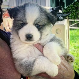 Pomsky Puppies from SoCal Pomskies LLC