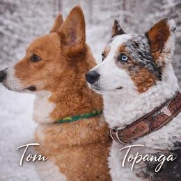 American Corgi puppies from Werpstead Shorties