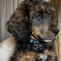 Comet - Sable male Poodle puppy in Grovetown, Georgia from PND Kennel