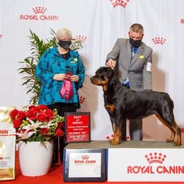 Rottweiler All Grown Up from Armata Rottweilers