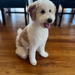 Bogey - Parti male Labradoodle puppy in Travelers Rest, South Carolina from Doodles of Love Labradoodles