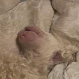 Henry - Cream male Labradoodle puppy in Toledo, Washington from Bigfoot Doodles