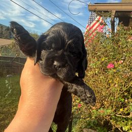 Black girl - Black female Cocker Spaniel puppy in Soddy Daisy, Tennessee from Kaleidoscopic Creations