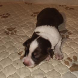 Girl 3 - Red tri-color female Australian Shepherd puppy in Jersey Shore, Pennsylvania from Lone Tree Aussies