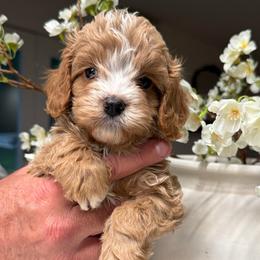 Kristopher - Red male Cavapoo puppy in Yuciapa, California from AlltheDoodlez_