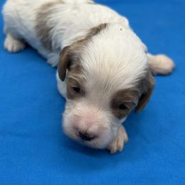 Tristan - Blenheim male Cavapoo puppy in Burke, New York from Patti’s Puppies