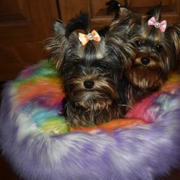Goldendoodles and Yorkshire Terriers from Southern Cream Goldens and Yorkies