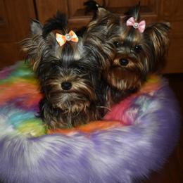 Goldendoodles and Yorkshire Terriers from Southern Cream Goldens and Yorkies