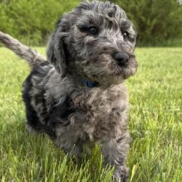 Aussiedoodle, Labradoodle, and Sheepadoodle Puppies from Boxcar Doodles and Poodles