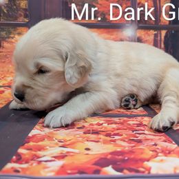 Goldendoodle, Golden Retriever, Labradoodle, and Labrador Retriever Puppies from Robertson's Retrievers and Doodles