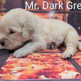 Goldendoodle, Golden Retriever, Labradoodle, and Labrador Retriever Puppies from Robertson's Retrievers and Doodles