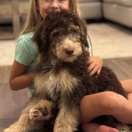 Silver collar - Tri-color male Bernedoodle puppy in Austin, Texas from Central Texas Doodles