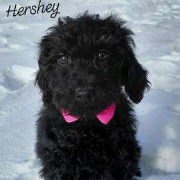 Hershey - male Goldendoodle puppy in Eau Claire, Wisconsin from Fisher River Doodle's