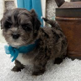Barley - Merle male Shihpoo puppy in West Plains, Missouri from Puppies-4U
