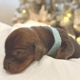 Christal - Black and tan female Dachshund puppy in Delta, Utah from Dix n’ Dot Dachshunds