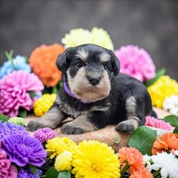 Jade - Black and silver female Miniature Schnauzer puppy in Houston, Texas from Haughton Farm