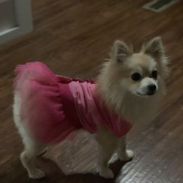 Dolly - Pomeranian