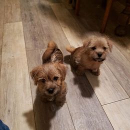 Norfolk Terrier Puppies from B-Joli Norfolk Terriers