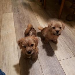 Norfolk Terrier Puppies from B-Joli Norfolk Terriers