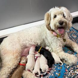 Lime Green Collar - Chalk female Australian Labradoodle puppy in Mount Gilead, North Carolina from Tillery Labradoodles