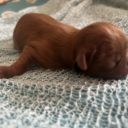 Richie - Red male Shih Tzu puppy in Kempner, Texas from Shih Tzu Reign