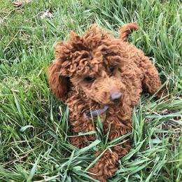 Sammy - Poodle