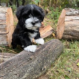 Boy 4 - Havanese puppy from La Brisa Havanese