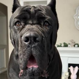 Smokey - Cane Corso