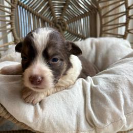 Sunny - Red tri-color female Australian Shepherd puppy in Grants Pass, Oregon from Carmel Mountain Aussies