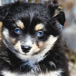 Mocha - Black tri Toy Australian Shepherd puppy in Long Lane, Missouri from Sunshine Sugar B Mini Aussies