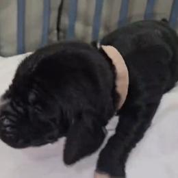 Basset Hound Puppies from Buck Wild 4 Bassets