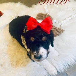 Bernedoodles from Divine Doodles