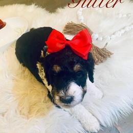 Bernedoodles from Divine Doodles