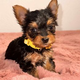 X tiny Female 3 - Black and tan female Yorkshire Terrier puppy in Denver, Colorado from Melrey's paws