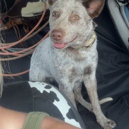 Reese - Australian Cattle Dog