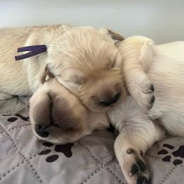 Purple - Golden female Golden Retriever puppy in Gastonia, North Carolina from Crowders Creek Goldens