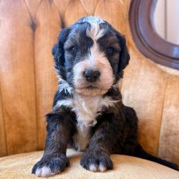 Girl 2 - Sable female Bernedoodle puppy in Fort Meade, Florida from Baldwin Dood Ranch