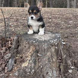 Winston - Black and tan male Pembroke Welsh Corgi puppy in Rolla, Missouri from 4A Corgis