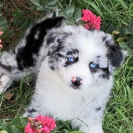Australian Shepherd and Miniature Australian Shepherd Puppies from L Bar W Aussie Ranch