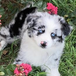 Australian Shepherd and Miniature Australian Shepherd Puppies from L Bar W Aussie Ranch
